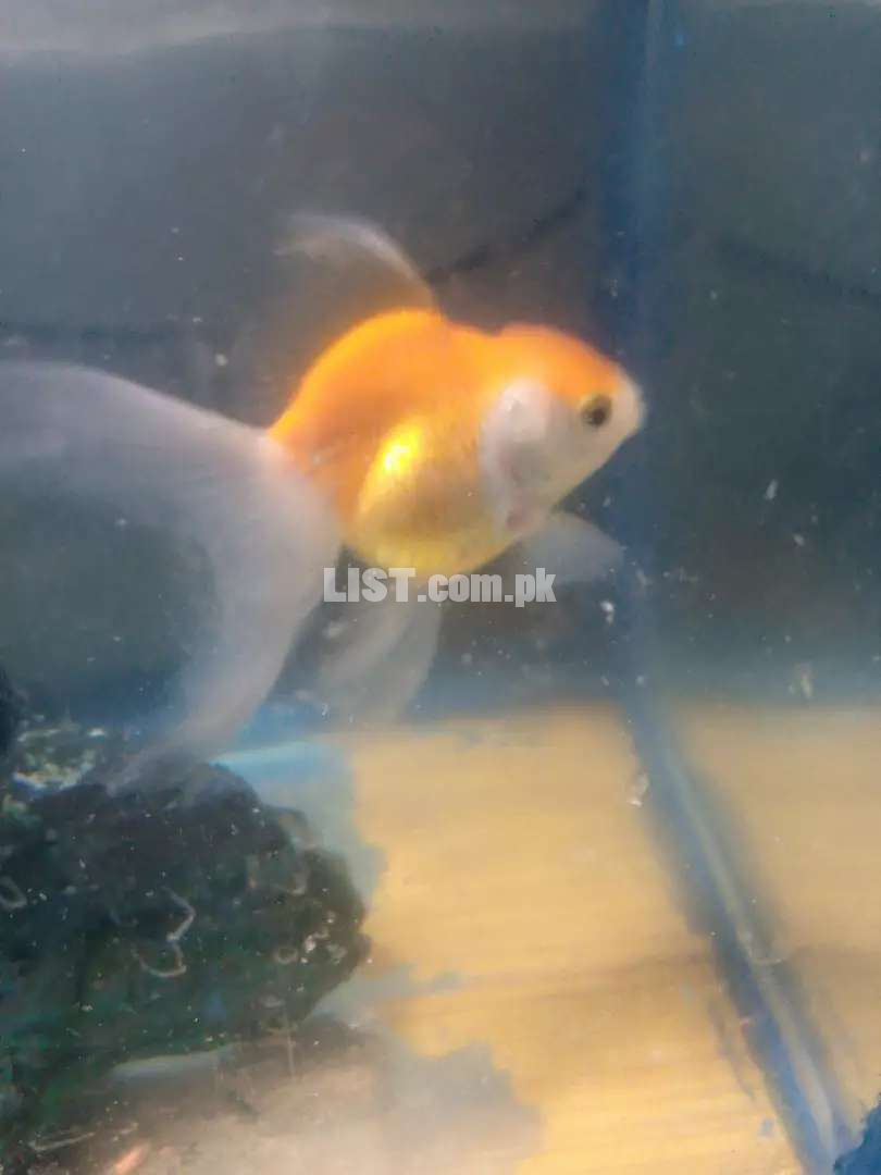 Gold fish pair