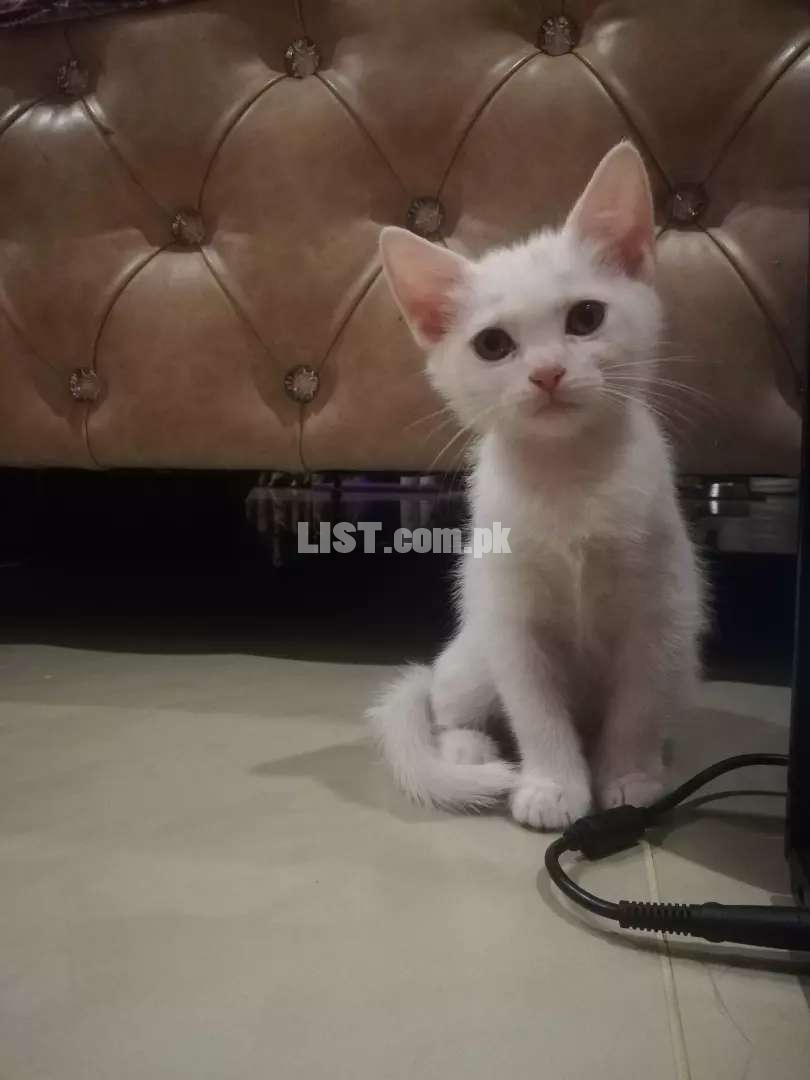 Heavy bone structure and tall Himalayan white male kitten