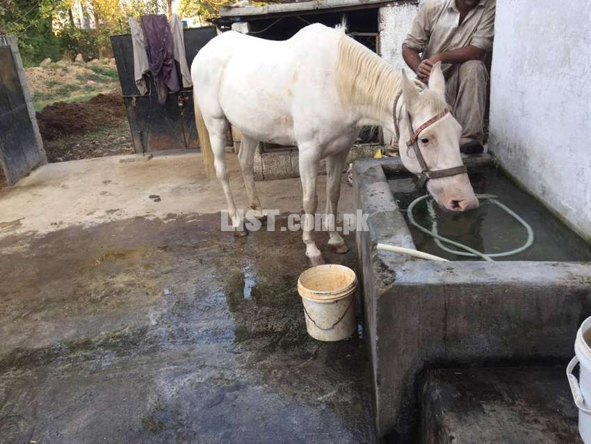 Female  horse available in Islamabad