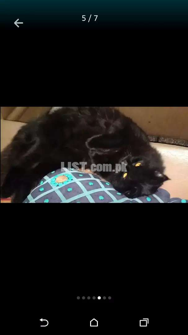 Sherazi cat (Persian cat rare type ) black color