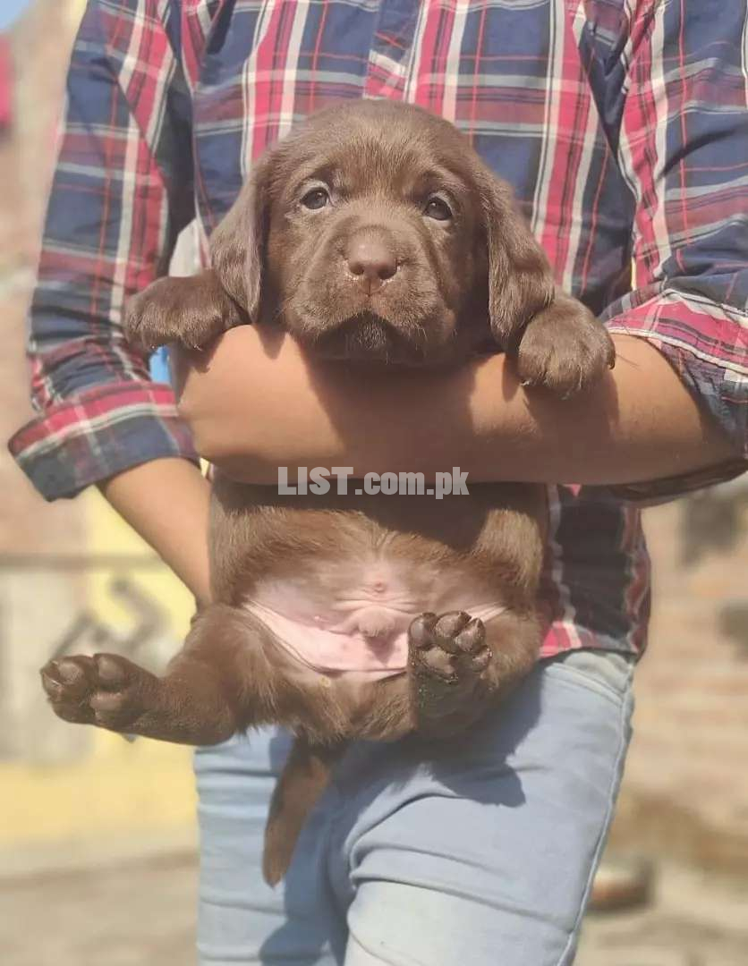 Chocolate labrador pedigree puppies