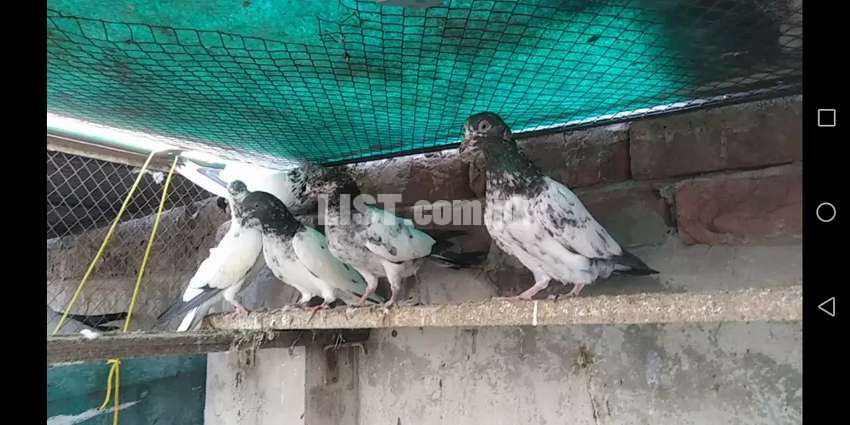 Baby Pigeons for sale