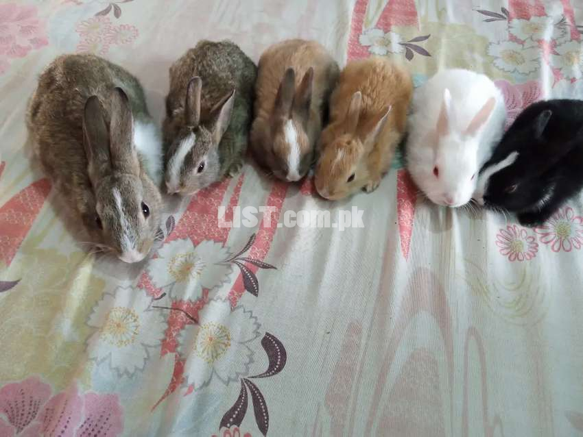 Beautiful rabbits