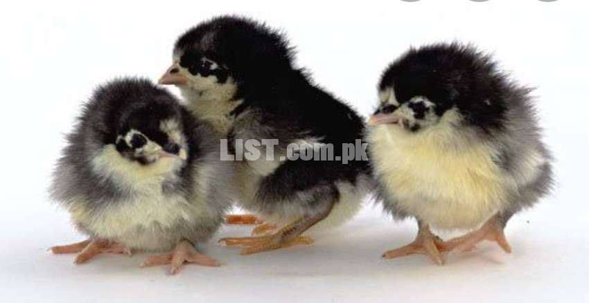 astrolop chick and egg for sale
