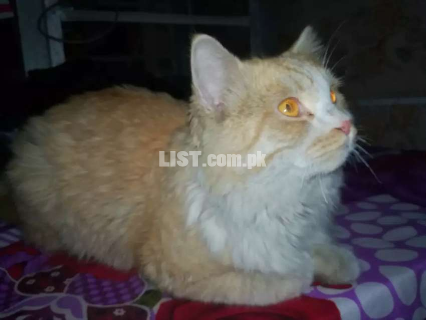 Perisan Cat Male for sale