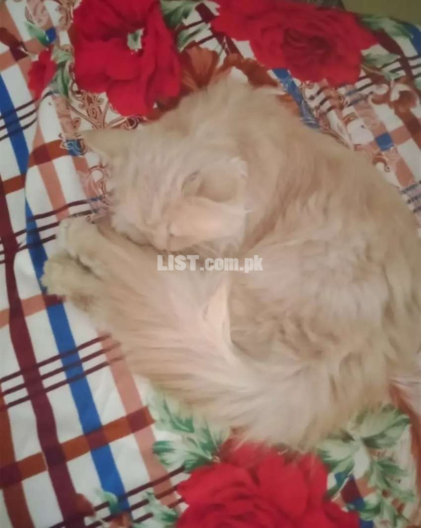 Persian kitten for sale.