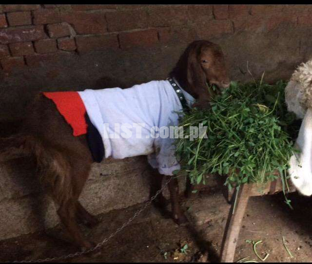 Rajhastani goat for sale