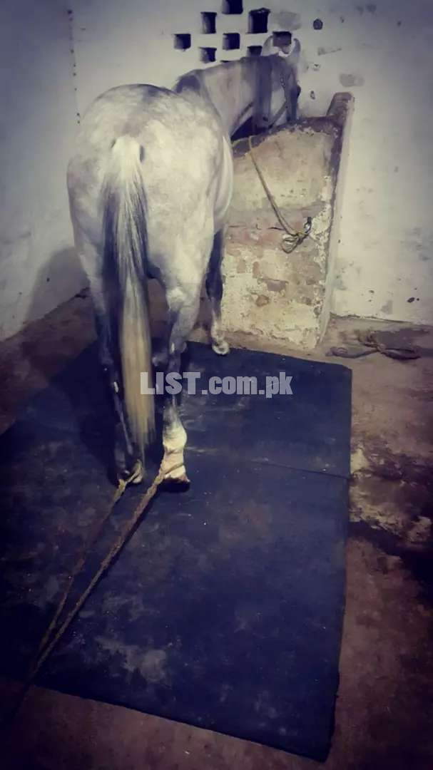 Horse Mat available in all Pakistanm
