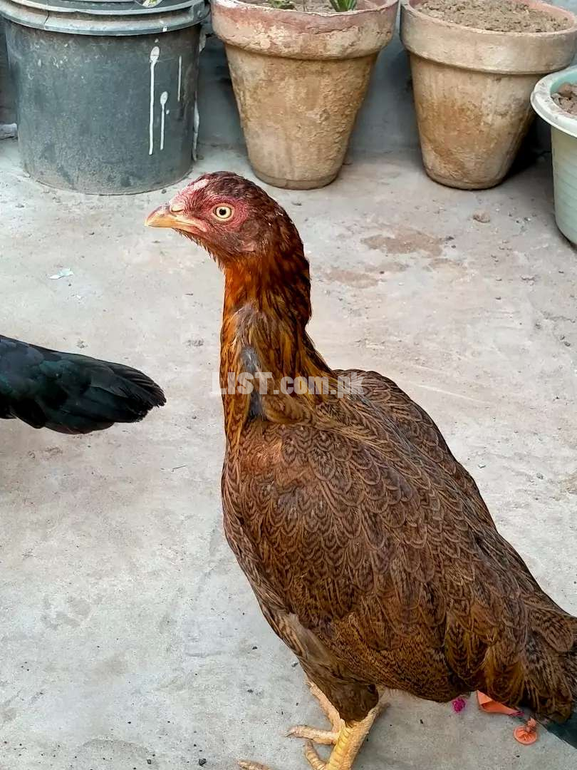 Aseel Female for sale good quality