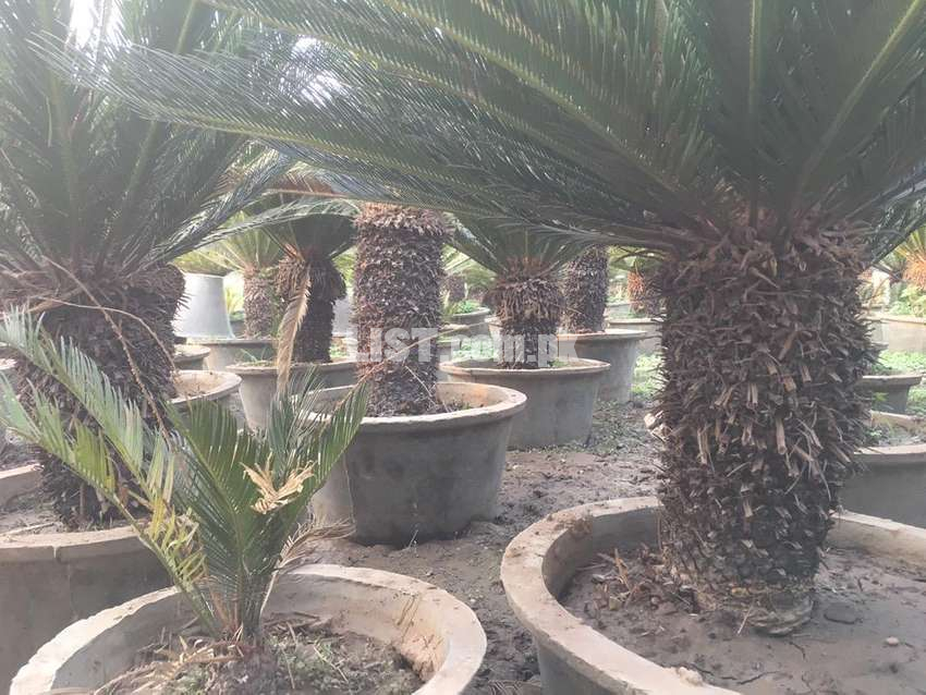 Kangi palm plant