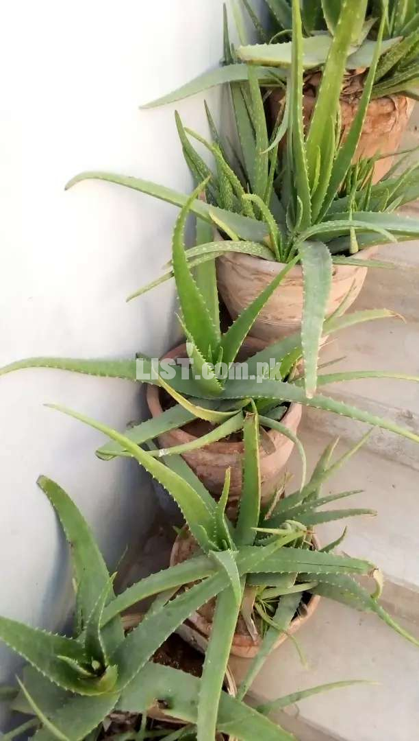 Aloevera Plant | Goar Pata