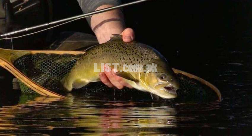 Trout Fish At Your Door Step
