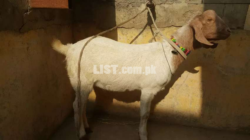 Taapra goat for sale male