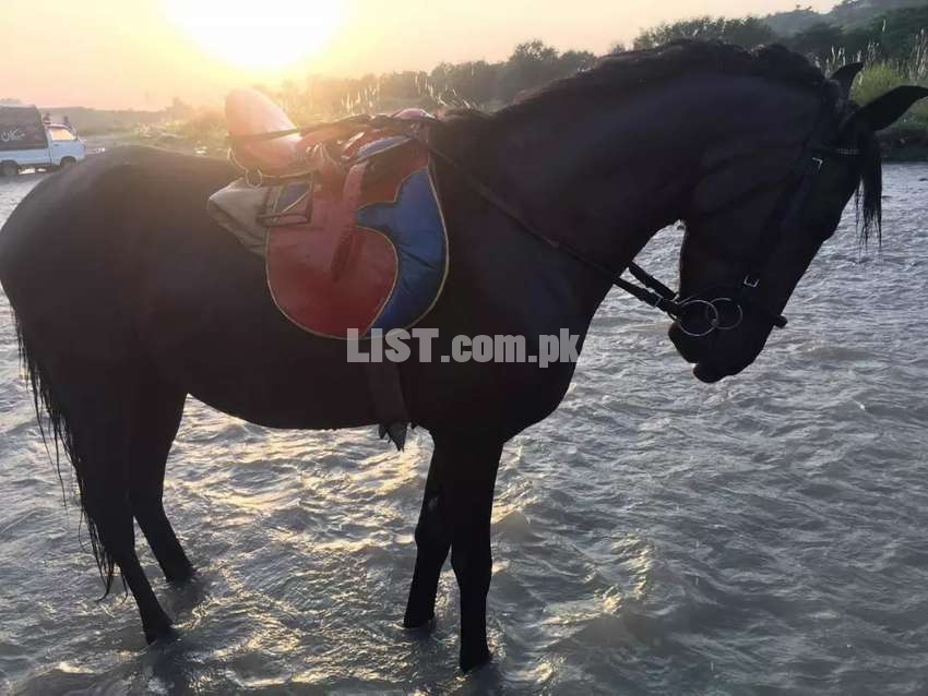 Horse for sale in Haripur
