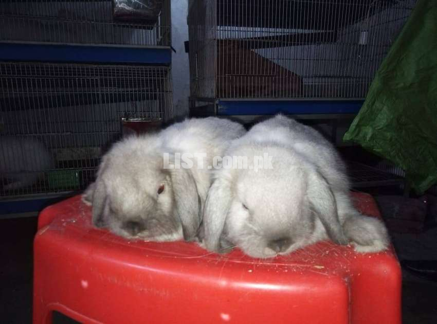 Fancy Rabbits (English Angora & Holland Lop)