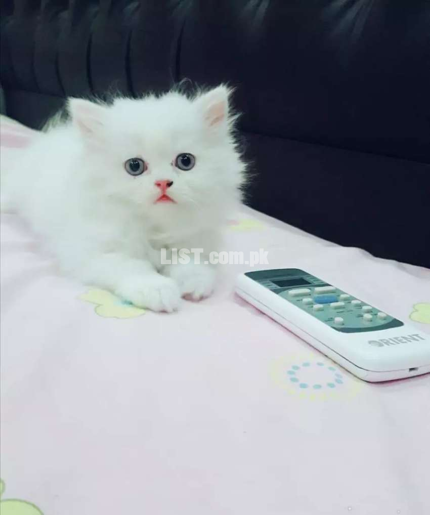 Snow white Persian kitten