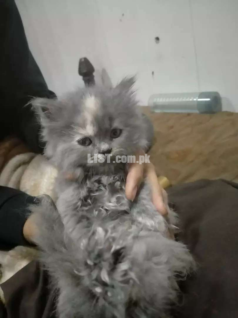 3 coated 1.5 months cat for sale