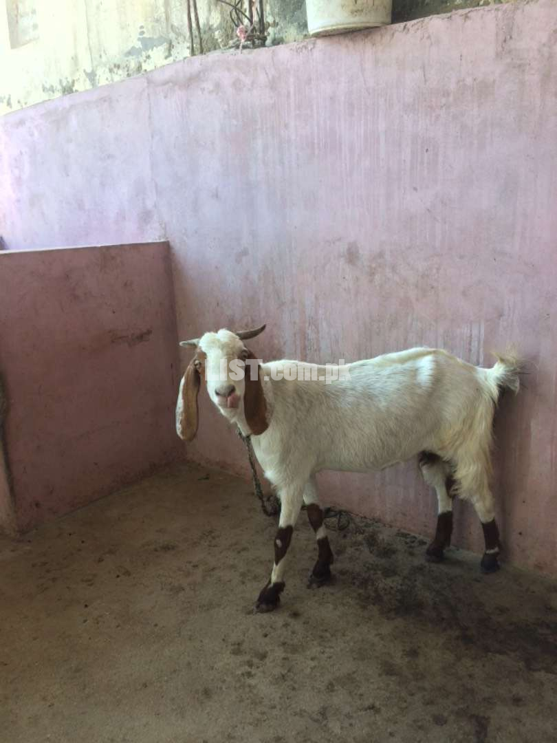 Goat for new shelter