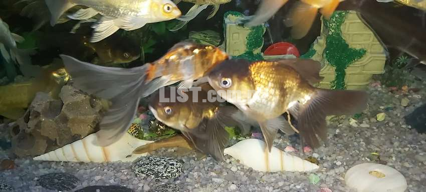 Oranda Black Gold fish