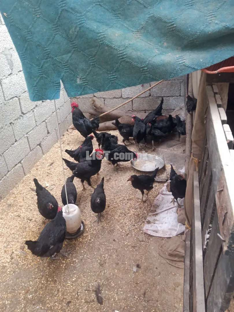 Astroulop  Hen for sale 24pc 2 rir