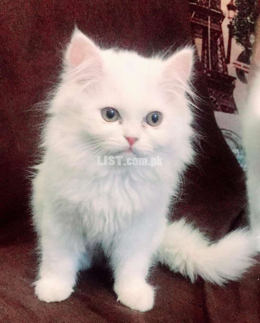 Pure Persian Kittens for Sale in Islamabad
