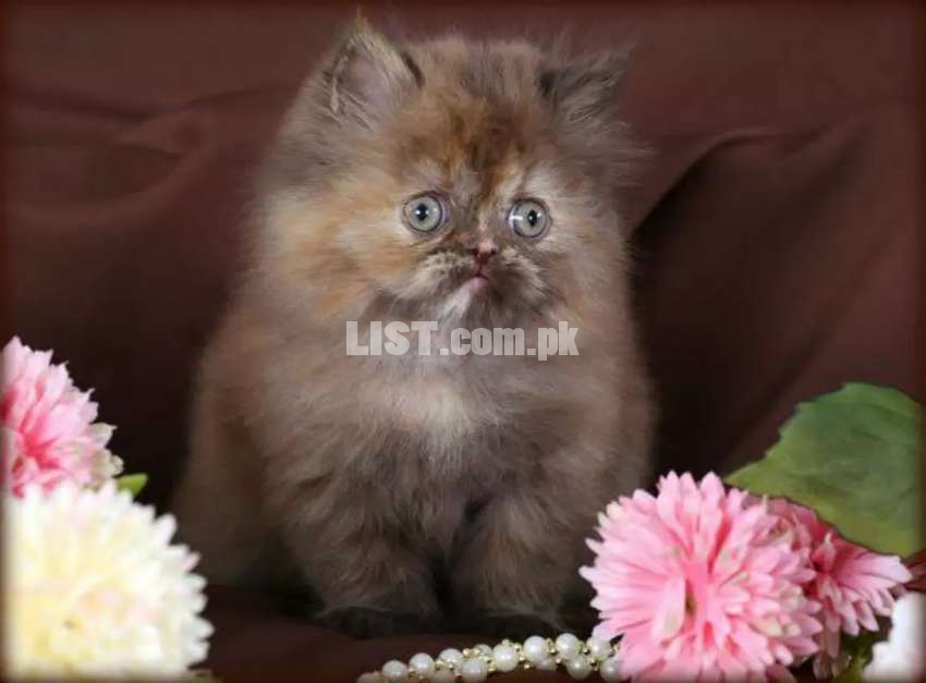 Persian kitten available for sale