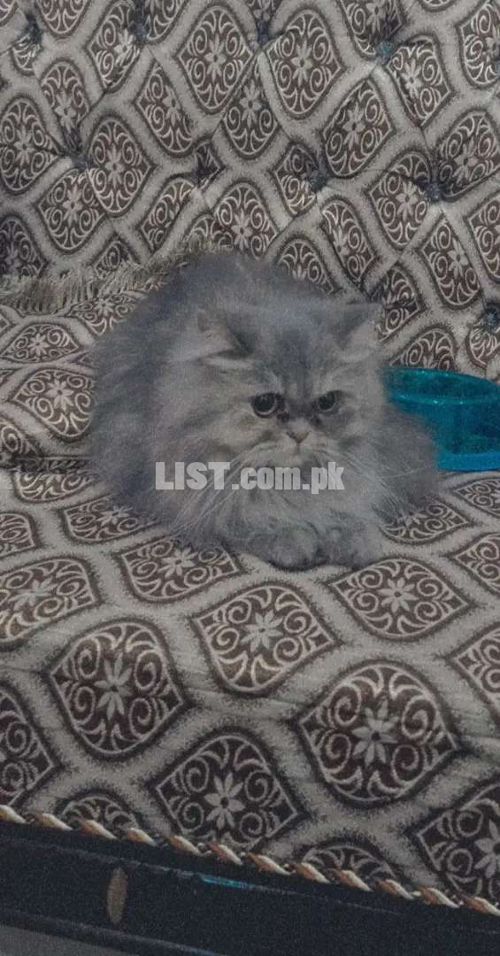 Persian triple coated punched face female cat