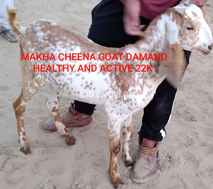 MAKHA CHEENI GOAT HEALTHY AND ACTIVE   FOR SELL URGENTLY