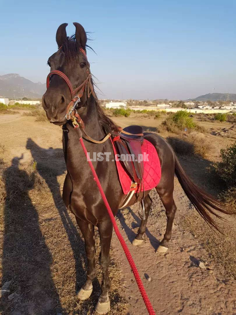 Muskha horse 4 sale