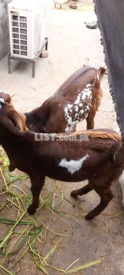 Pure cheney makhi bakri with 2 bachay for urgent sale 2 he male ha