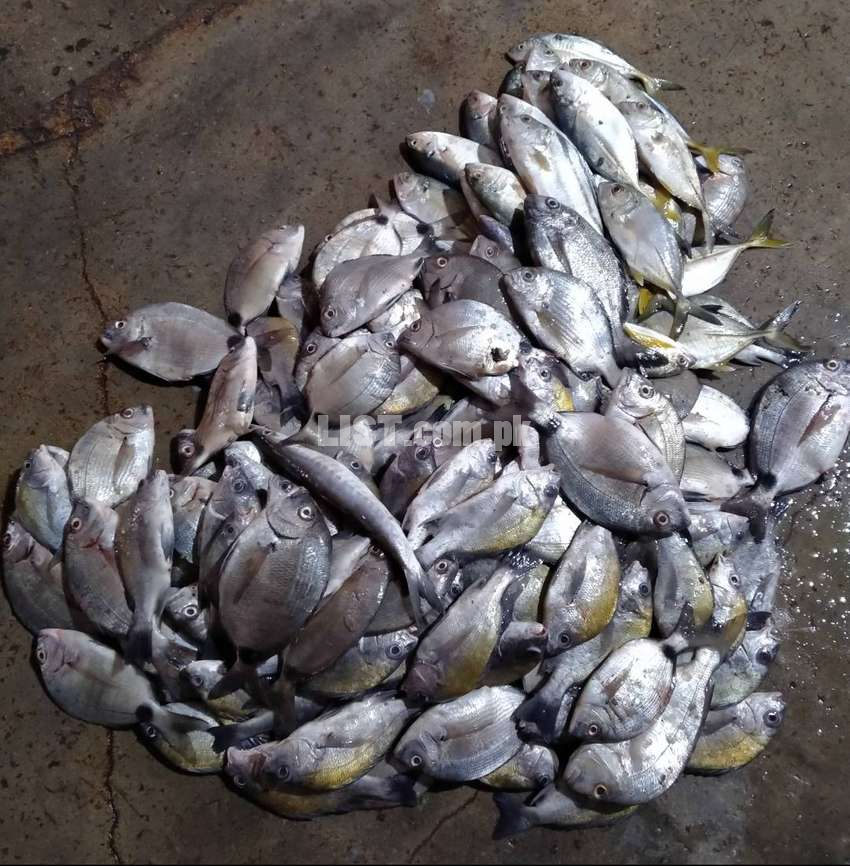 Fishes from Karachi