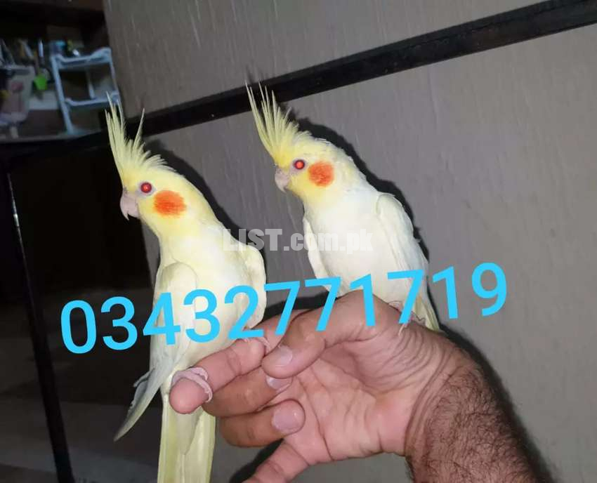 hand tamed birds all small collection nazimabad