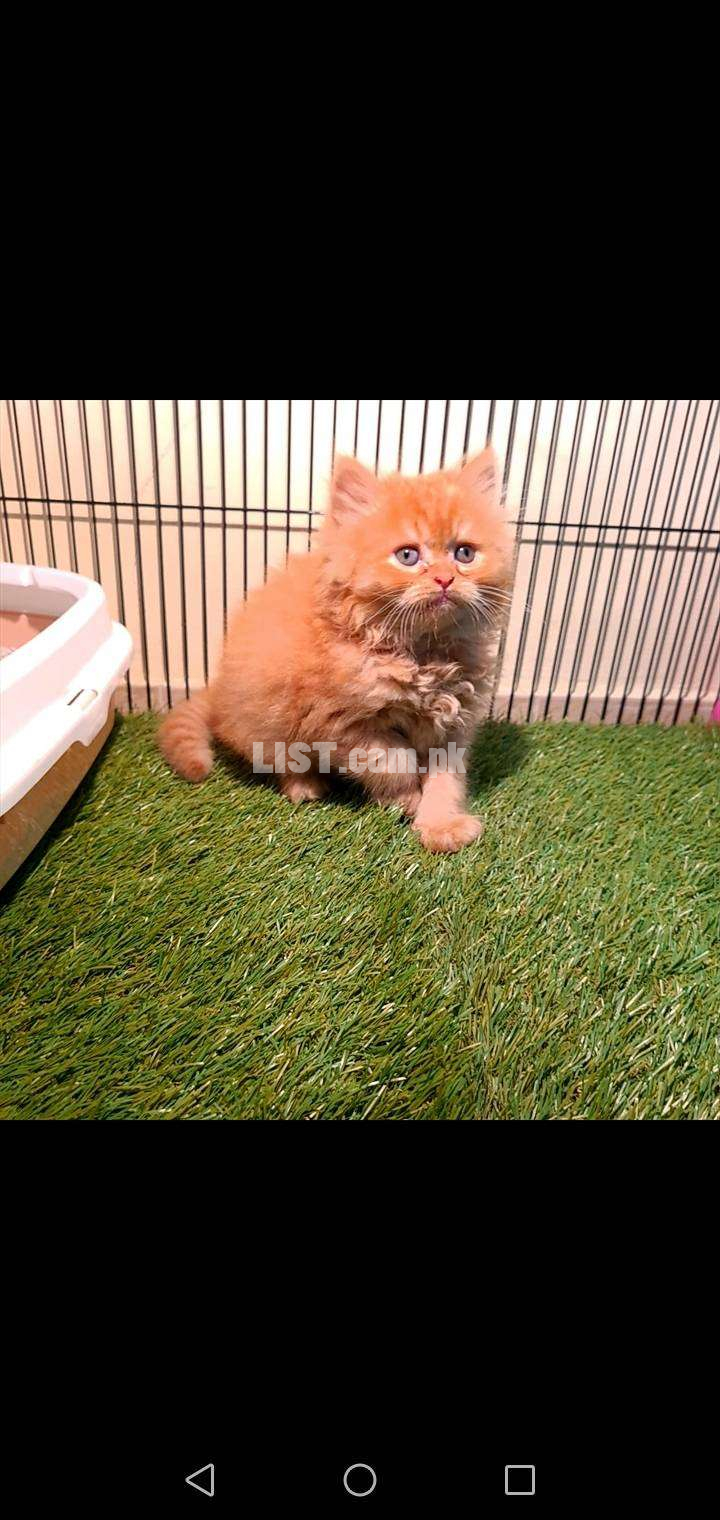 punched face, triple coat male cat for sale
