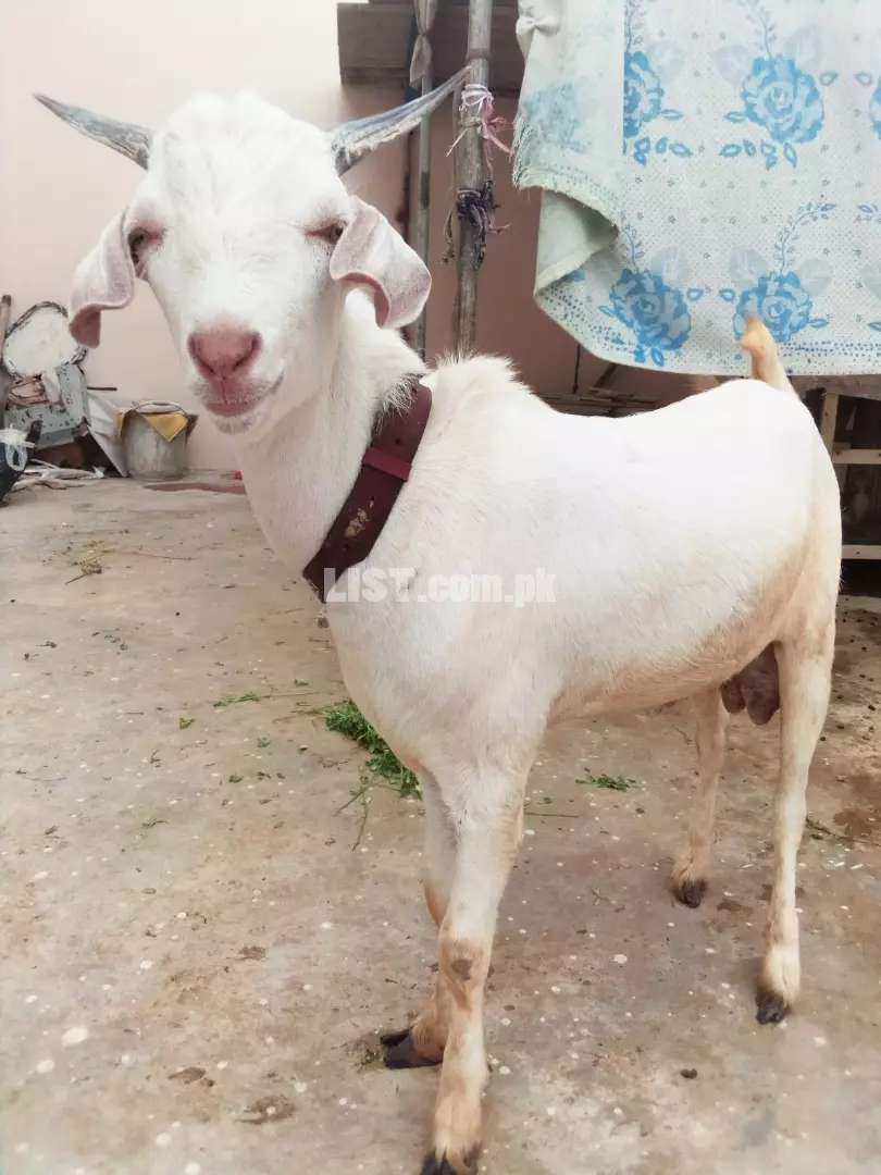 Goat with Mature Male Kid