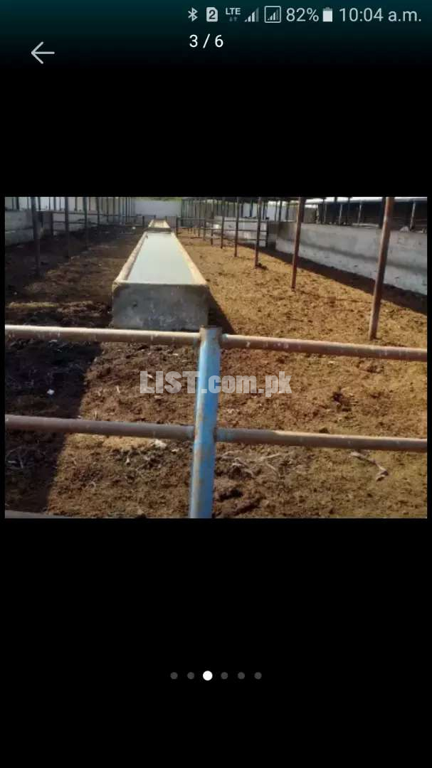 Dairy and cattle farm