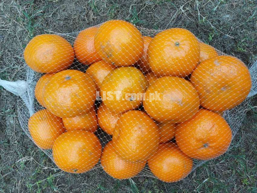 60 pcs oranges (kinnow) peti premium quality