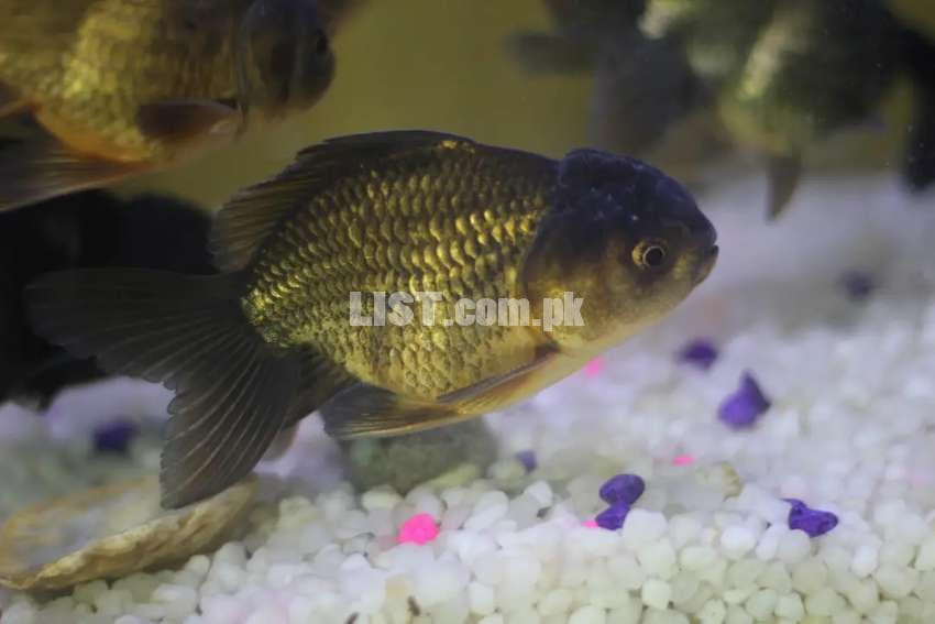 Blakish gold oranda fish