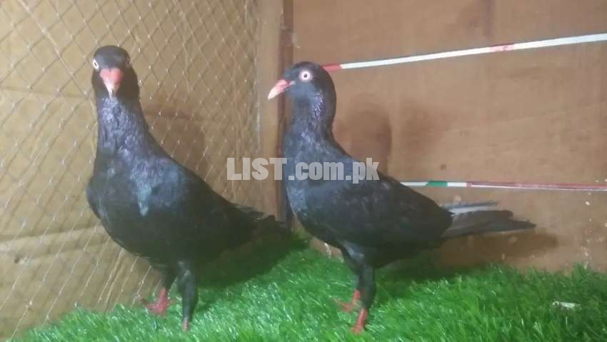 Black Danish breeder pair