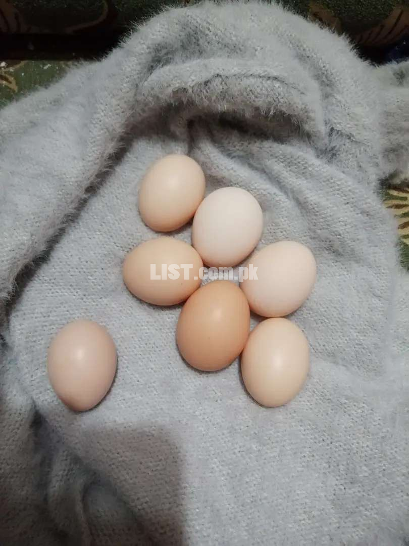 Australorp/ silky bantum cross eggs