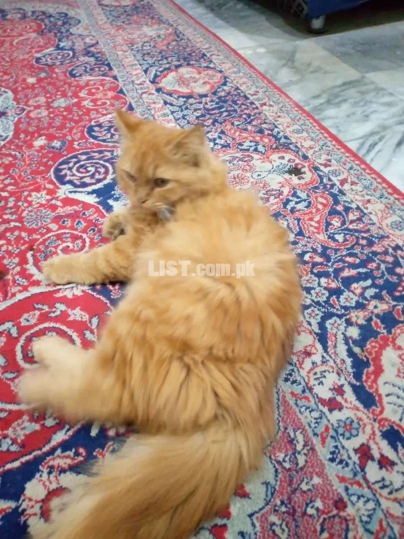 Male cat russian triple coat Islamabad Cats for Sale