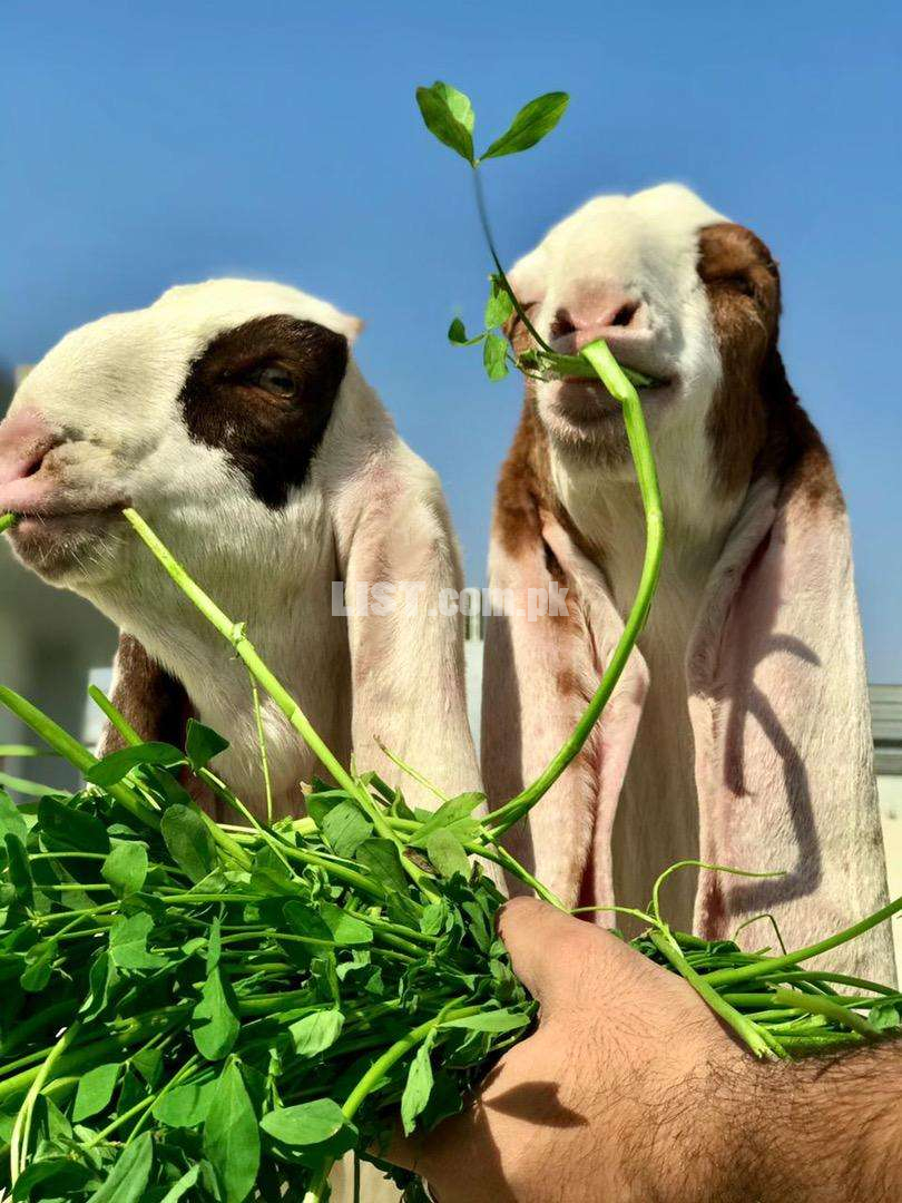 Gulabi Goats (Bakray) - 3.5 Months