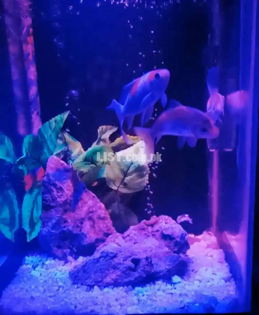 12 by 12 Aquarium with 3 fish