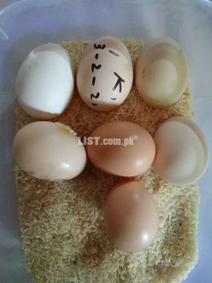 Quality fertile and fresh eggs for hatch available