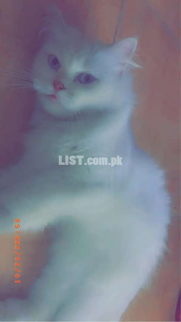 Persian cat breeder female