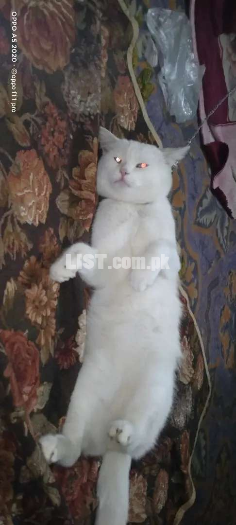 Full white colour male cat odd tow different eyse clr