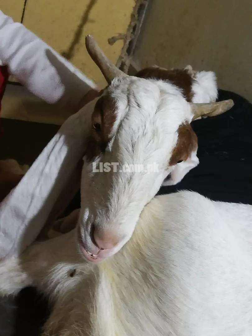 Gulabi goat