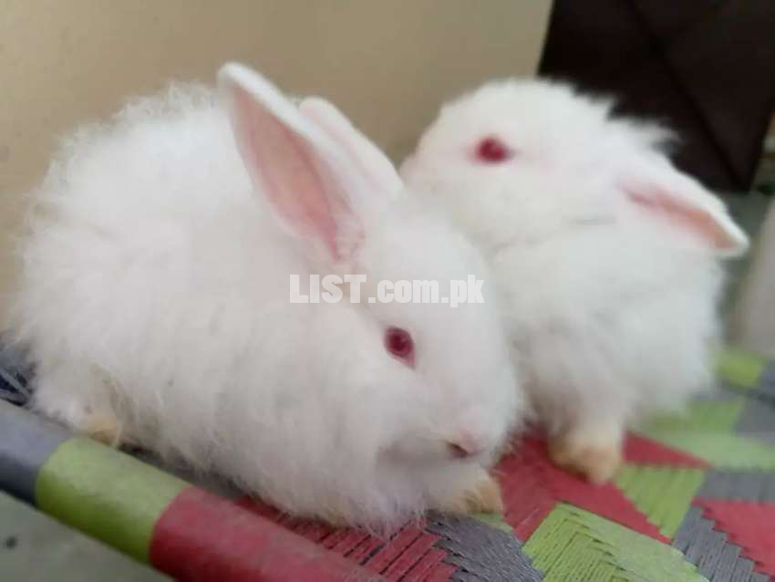 Angora rabbits breeder pair for sale