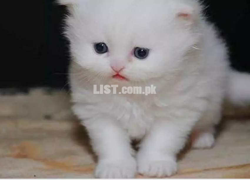 Snow white  blue eyes punch face  kittan available