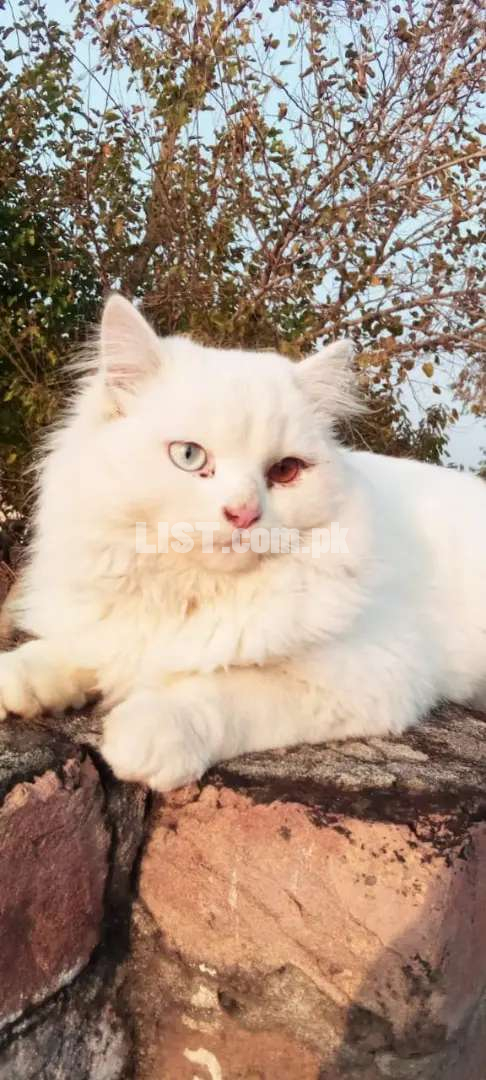 Snowbell white cat
