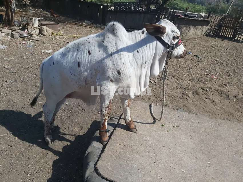 Cholistani cow 4 dant with 3 month male baby